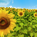Sunflower Field